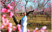 宁县：田园桃花盛  美景醉游人