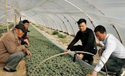 九岘乡：狠抓特色产业培育 拓宽群众稳定增收渠道