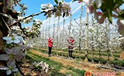 宁县27万多亩苹果进入疏花期