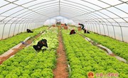 宁县大力发展瓜菜产业促进农民增收致富