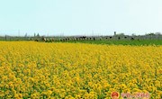 海升集团宁县焦村基地正组织工人们在苹果幼园锄草