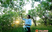 宁县：五月槐花香