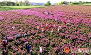 早胜清华：芍药花海醉游人