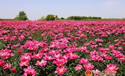 早胜清华：芍药花海醉游人