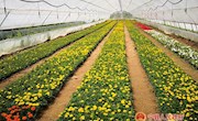 盘克镇宋庄村&nbsp;：设施花卉产业铺出稳定增收路