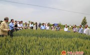 全省冬小麦新技术新品种暨中麦175现场会参会人员到宁县观摩