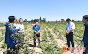 省植保站督查宁县草地贪夜蛾及马铃薯晚疫病监测防控工作