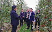 灵宝市政协考察组到我县考察苹果产业发展情况