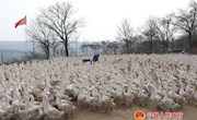 朱建国：大学生回乡创业当“鹅倌”