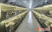 宁县：合作社领跑产业发展    贫困户搭上脱贫快车