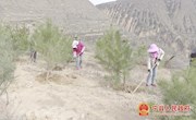 宁县计划植树造林15万亩
