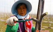 宁县果业局科学指导果农务果