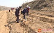 宁县：扮绿美丽家园    实现经济生态效益双赢