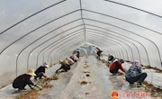 宁县:川台地里定植移栽瓜苗忙