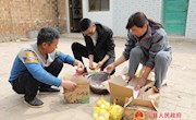 王海珍：勤奋结硕果 土鸡变“凤凰”