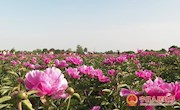 芍药花开醉游人 药材种植富农民
