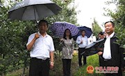 侯昌明调研我县苹果产业发展情况