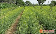 黄花菜：群众增收致富的“黄金菜”