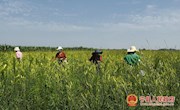 早胜镇：“小黄花”做成大产业