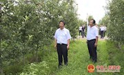 侯昌明到部分乡镇调研苹果产业发展  