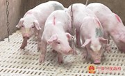 宁县 ：壮大优势产业 带动群众增收致富