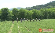 兰庄村：树信心强产业 走稳生态小康路