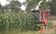 宁县：5万亩饲草玉米进入收割期  