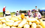 宁县：万亩籽用葫芦陆续迎来丰收季　