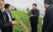 吴海龙调研金村乡金银花种植和五保家园建设