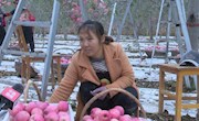 宁县盘克镇3.76万亩苹果进入采摘期