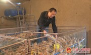 刘来平：昔日贫困户“变身”致富带头人