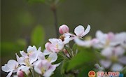 宁县：苹果开出致富花