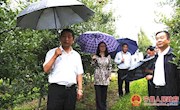 侯昌明调研我县苹果产业发展情况