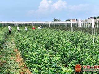 海升苹果基地苗木锄草