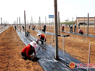 庆阳北国春农业发展有限公司组织工人给新栽苹果树覆膜