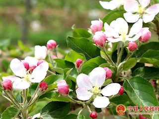 姹紫嫣红