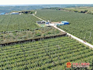宁县众合种养殖农民专业合作社苹果基地