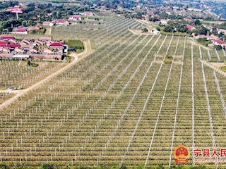 宁县苹果有机肥替代化肥示范基地
