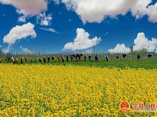 “宁县模式”焦村矮化自根砧苹果苗木田间管理