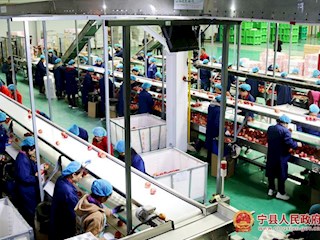 分拣包装车间