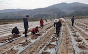 宁县：金银花成为农民增收致富“新引擎”