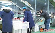 新华社甘肃分社社长任卫东及银西高铁采访团来宁县调研采访 