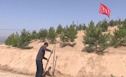 宁县：“一村万树”工程打造美丽生态乡镇 