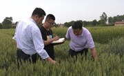市农技中心督导宁县小麦条锈病防治工作