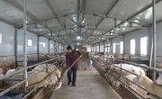 《新闻快讯》宁县上半年实现畜牧业产值7.95亿元