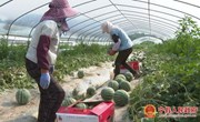 春荣镇昔沟村：种下麒麟瓜 致富有保障