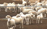 宁县：肉羊产业领跑乡村振兴致富路