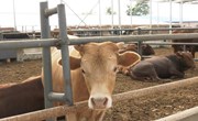 宁县：高质量发展肉牛产业 奏响助农增收新序章