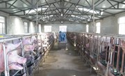 宁县生猪养殖户达到7224户