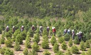 宁县苗木销售助农户增收5900多万元